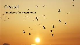  Presentation with birds - PPT layouts featuring birds flies off into the amazing sunset background and a lemonade colored foreground
