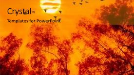  Presentation with birds flying - Presentation theme with birds flying above the tree background and a gray colored foreground