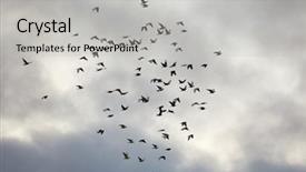  Presentation with birds flying - Amazing presentation theme having birds flying against blue sky backdrop and a light gray colored foreground