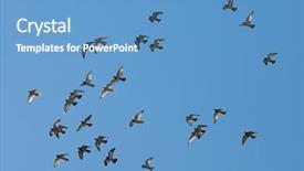  Presentation with birds flying - Colorful slides enhanced with birds flying against blue sky backdrop and a teal colored foreground