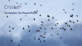  Presentation with birds flying - Cool new presentation theme with birds-flying-against-blue-sky backdrop and a sky blue colored foreground