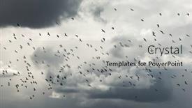  Presentation with birds flying - PPT theme having birds-flying-against-cloudy-gloomy background and a light gray colored foreground