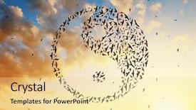 Presentation with birds flying - Theme with birds flying in yin yang background and a blonde colored foreground