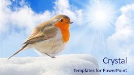  Presentation with birds - Amazing PPT layouts having birds free - birdie european robin - erithacus backdrop and a sky blue colored foreground