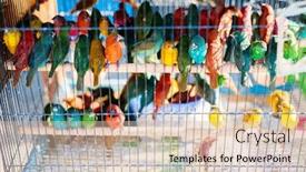  Presentation with birds - Presentation theme having birds-in-cages-for-sale background and a lemonade colored foreground