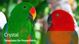 Presentation with parrots - PPT theme featuring love pair of lori parrots background and a forest green colored foreground