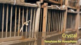  Presentation with cage - Slide deck having birds in the cage shot at bird street in hong kong asia background and a tawny brown colored foreground