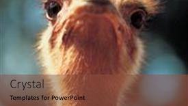  Presentation with birds - 