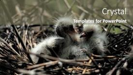  Presentation with birds - 