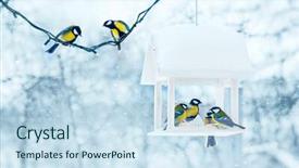  Presentation with flowers on white wooden - Cool new slides with birds in white wooden feeder backdrop and a sky blue colored foreground
