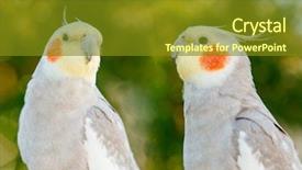  Presentation with birds - Presentation having birds isolated on a white background and a tawny brown colored foreground