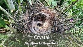  Presentation with woodland - Amazing presentation theme having birds-nest-in-wild-woodland backdrop and a tawny brown colored foreground