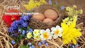  Presentation with rebirth - Beautiful theme featuring birds-nest-with-brown-eggs backdrop and a coral colored foreground