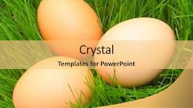  Presentation with birds - Presentation design having eggs in fresh spring grass background and a yellow colored foreground
