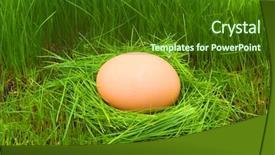  Presentation with birds - Audience pleasing presentation theme consisting of birds nest with eggs backdrop and a forest green colored foreground