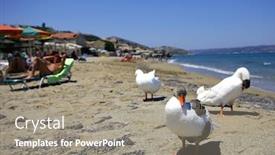  Presentation with geese - Beautiful presentation theme featuring birds of a feather flock together on the beach at kalives just east of hania crete whether they are geese or people backdrop and a gray colored foreground