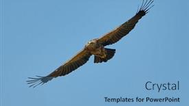  Presentation with eagle flying - Presentation design with birds-of-prey-lesser-spotted background and a light blue colored foreground