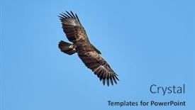  Presentation with eagle flying - PPT theme featuring birds-of-prey-lesser-spotted background and a light blue colored foreground
