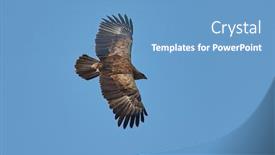  Presentation with eagle flying - Slide set enhanced with birds-of-prey-lesser-spotted background and a teal colored foreground