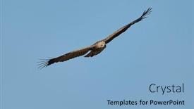  Presentation with eagle flying - Presentation theme consisting of birds-of-prey-lesser-spotted and a light blue colored foreground