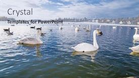  Presentation with birds - Presentation design with birds-on-a-thermal-tjornin background and a light blue colored foreground