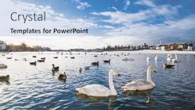  Presentation with birds - Slide set consisting of birds-on-a-thermal-tjornin background and a light blue colored foreground