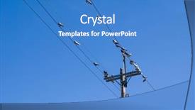  Presentation with birds - PPT theme with birds on a wire background and a teal colored foreground