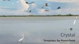  Presentation with volcano - Slide set having birds-on-taranaki-volcano-background background and a light gray colored foreground