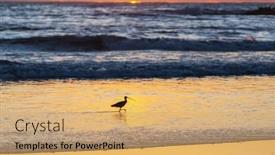  Presentation with birds - Presentation theme having birds-on-the-ocean-beach background and a yellow colored foreground
