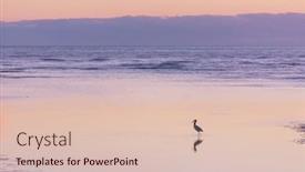  Presentation with birds - Presentation theme enhanced with birds-on-the-ocean-beach background and a lemonade colored foreground
