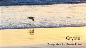  Presentation with birds - Presentation theme featuring birds-on-the-ocean-beach background and a blonde colored foreground