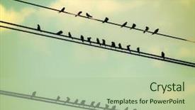  Presentation with vintage retro - PPT layouts with birds on wires over blue background and a mint green colored foreground