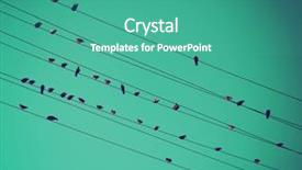  Presentation with birds in sky - Beautiful slides featuring birds on wires over blue backdrop and a teal colored foreground