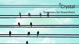  Presentation with birds in sky - Audience pleasing slide set consisting of birds on wires over blue backdrop and a arctic colored foreground