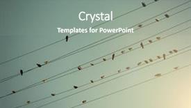  Presentation with cables wires electric wireing - PPT layouts with birds on wires background and a gray colored foreground