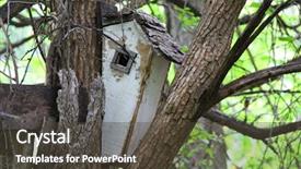 Presentation with forest fairy - Beautiful PPT theme featuring birds or fairy house backdrop and a tawny brown colored foreground