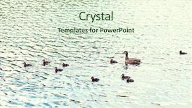  Presentation with nature river - PPT layouts featuring birds ornithology wildlife and nature background and a soft green colored foreground