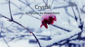  Presentation with birds - PPT theme with pecked viburnum berries at winter background and a light blue colored foreground