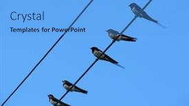 Presentation with wires - PPT theme featuring birds perched on telephone wires background and a light blue colored foreground