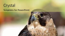  Presentation with birds - Amazing presentation design having birds predator - peregrine falcon falco backdrop and a yellow colored foreground