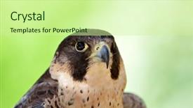  Presentation with peregrine falcon - PPT theme consisting of birds predator - peregrine falcon falco background and a soft green colored foreground