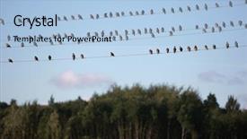  Presentation with great migration - Audience pleasing slides consisting of birds sit on power lines backdrop and a  colored foreground
