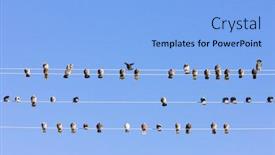  Presentation with nevada - PPT layouts with birds sitting on wire nevada usa background and a light blue colored foreground