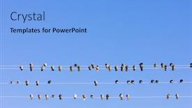  Presentation with nevada - PPT theme with birds-sitting-on-wire-nevada background and a light blue colored foreground