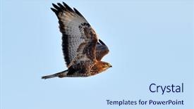  Presentation with flying - Theme with birds sky - osprey flying pandion haliaetus background and a sky blue colored foreground