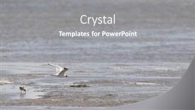  Presentation with birds - Presentation theme enhanced with birds-together-in-the-wadden background and a  colored foreground