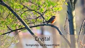  Presentation with robin bird - Colorful presentation enhanced with birds trees - american robin bird backdrop and a coral colored foreground