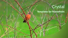  Presentation with robin bird - Presentation design having birds trees - american robin bird background and a tawny brown colored foreground