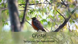  Presentation with robin bird - Audience pleasing presentation theme consisting of birds trees - american robin bird backdrop and a mint green colored foreground