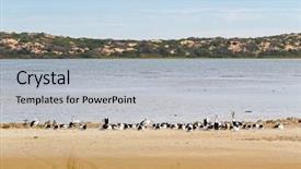  Presentation with water park - Theme consisting of birds with pale pink bill background and a light gray colored foreground